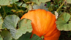 Jak uprawiać dynie, aby osiągały duże rozmiary?