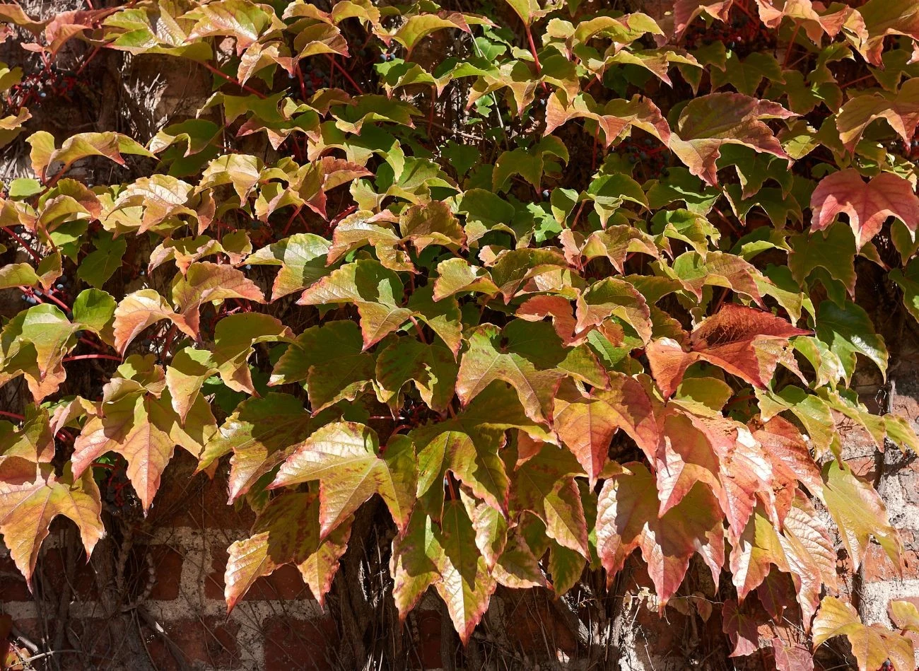 Gęste listowie winorośli japońskiej skutecznie maskuje nieatrakcyjne elementy ogrodu i architektury.