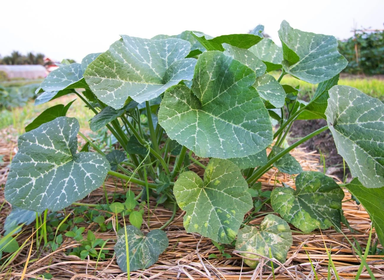 Ściółkowanie krzaczków dyni pomaga utrzymać odpowiedni poziom wilgotności gleby.