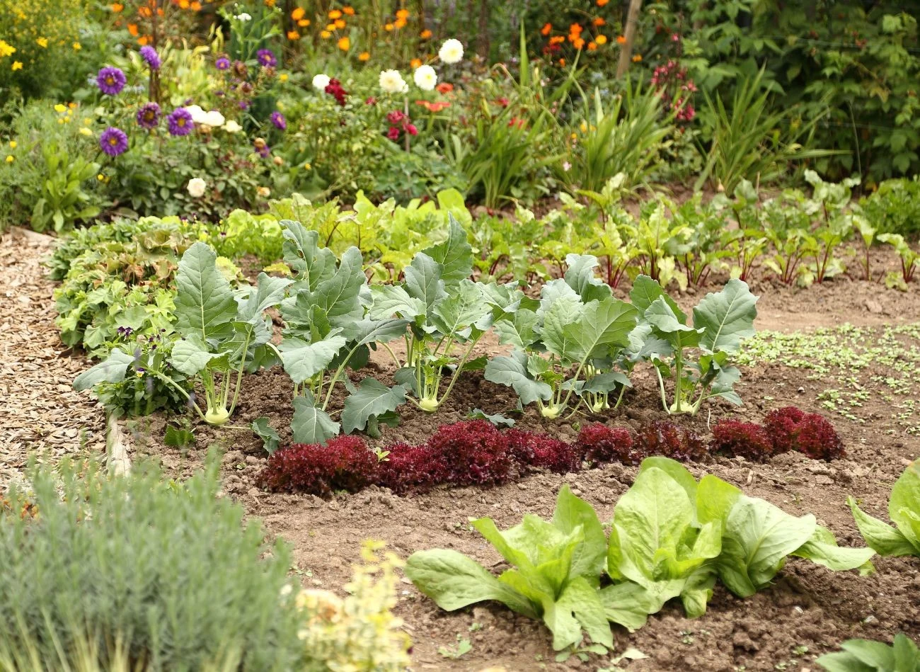 Poplon z żyta ozimego to sprawdzony sposób na poprawę jakości gleby po zbiorach