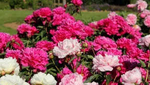 Jak i kiedy najlepiej przycinać piwonię jesienią?