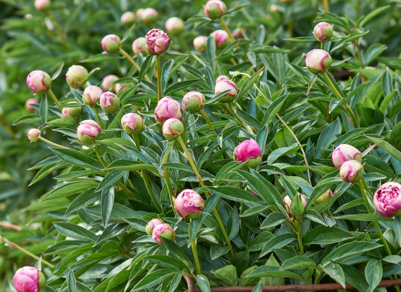 Dojrzałe piwonie potrzebują chłodu i spoczynku zimowego do zawiązania nowych pąków kwiatowych w kolejnym sezonie, dlatego nie wymagają ściółkowania