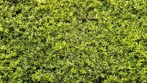 Dlaczego ligustr pospolity jest lepszym wyborem na żywopłot niż popularna tuja?