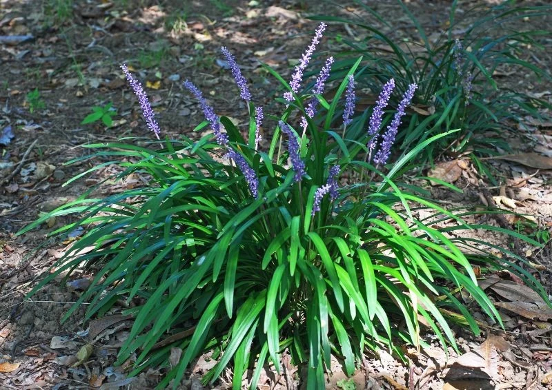 Liriope na pierwszy rzut oka przypomina popularne szafirki.