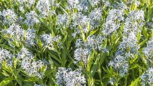 Długowieczna bylina o zachwycającym kwitnieniu. Można ją sadzić we wrześniu