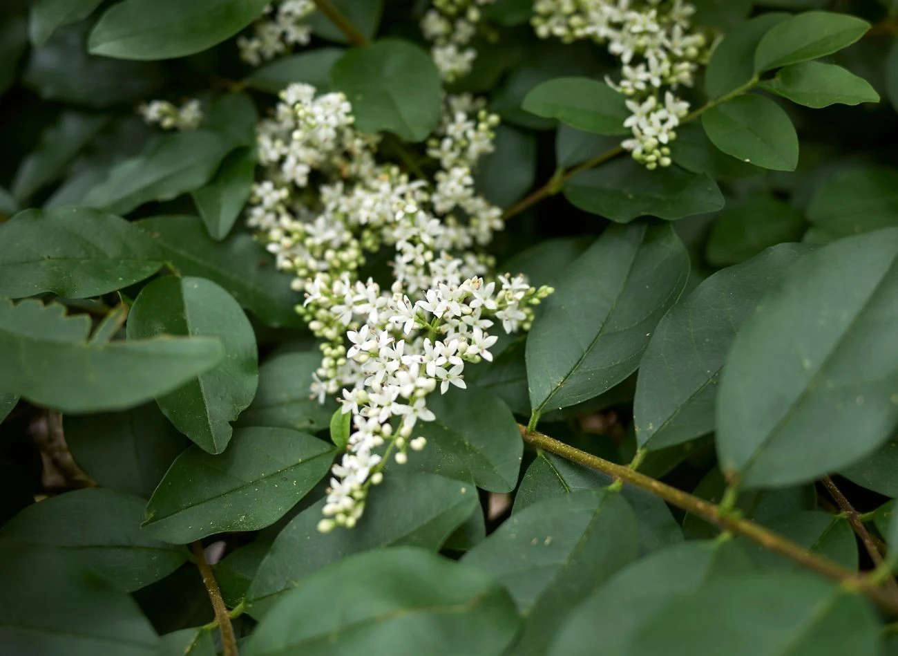 Ligustra kwitnie latem, od maja do lipca
