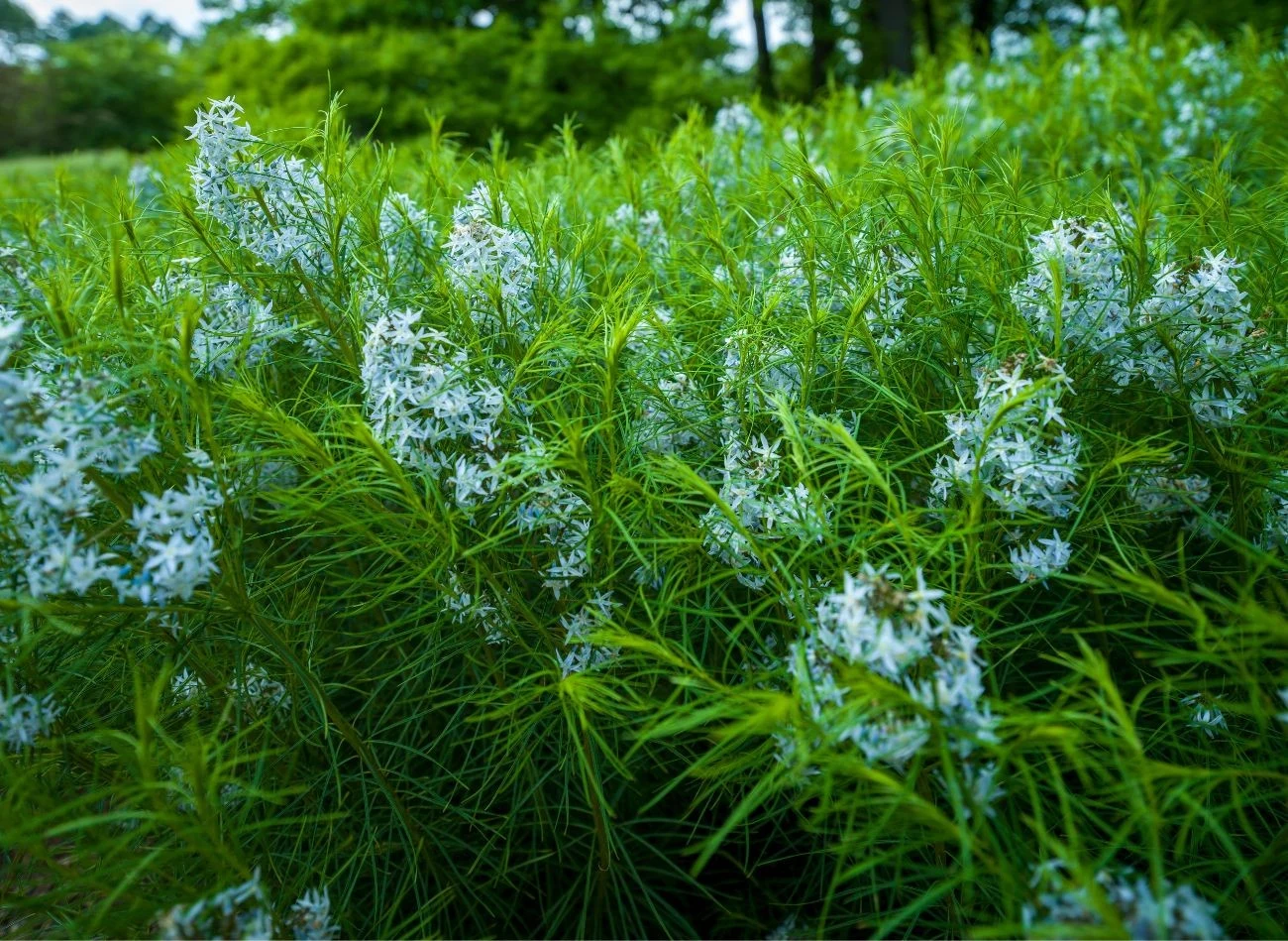 Amzonia nie jest roślina skomplikowana w uprawie. Wystarczy ją regularnie podlewać.