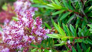 Jak uprawiać hebe w ogrodzie?