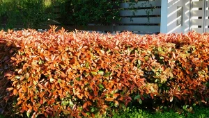 Głogownik jest zimozielony i tworzy oryginalny, czerwony żywopłot. Fot. Konstantinos Livadas/Canva Pro