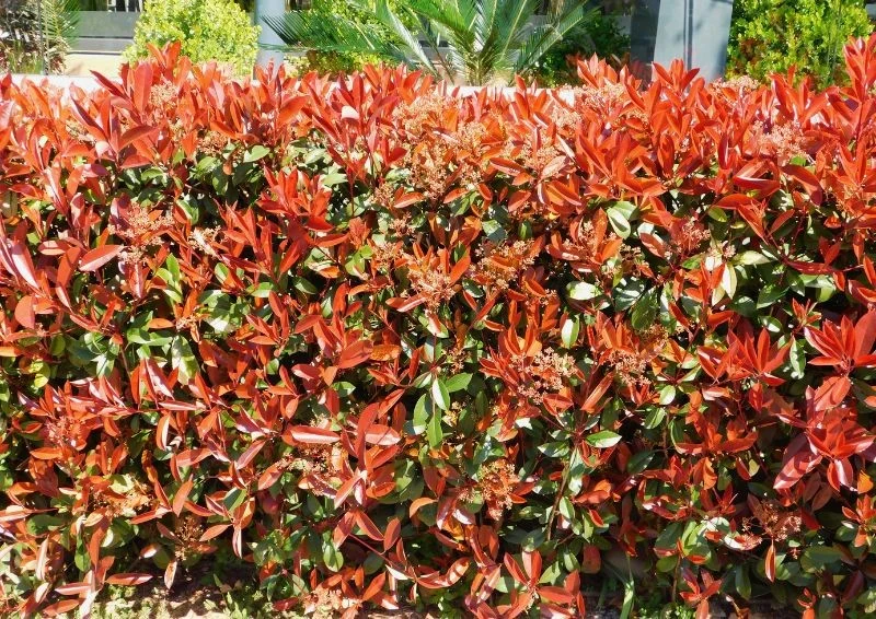 Głogownik tworzy piękny, czerwony żywopłot.