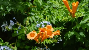 Milian amerykański to pnącze o niezwykle dekoracyjnych kwiatach, przypominających kształtem trąbki.