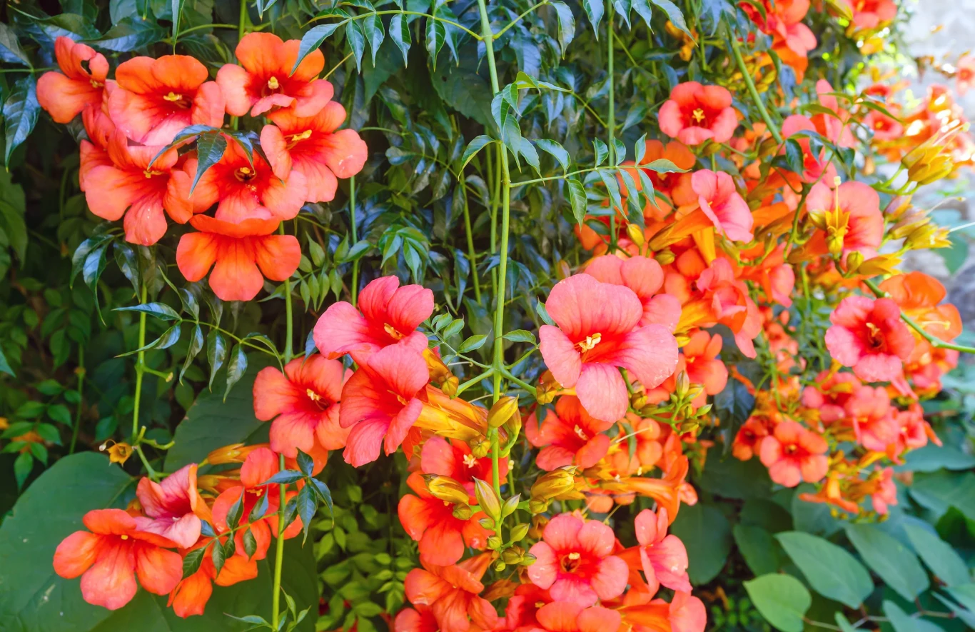 Z uwagi na unikalną formę kwiatów, milin często jest określany mianem "trąbki anioła".