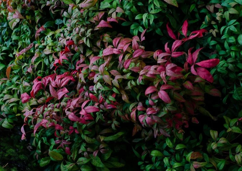 Głogownik potrafi się pięknie odbarwiać na czerwono i zielono.