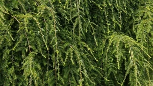 Choina kanadyjska 'Pendula' w wersji zwisającej. Fot. pcturner71/Canva Pro