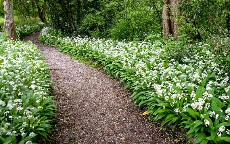 Czosnek niedźwiedzi nie wymaga dużej ilości światła