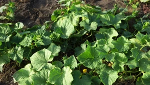 Oczyszczanie gleby po ogórkach, które chorowały w trakcie uprawy, jest bardzo ważne. Jak to zrobić?