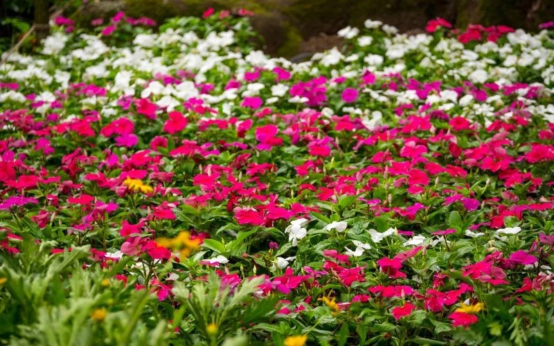 Niecierpki błyskawicznie wprowadzają kolor w ciemniejsze miejsca ogrodu