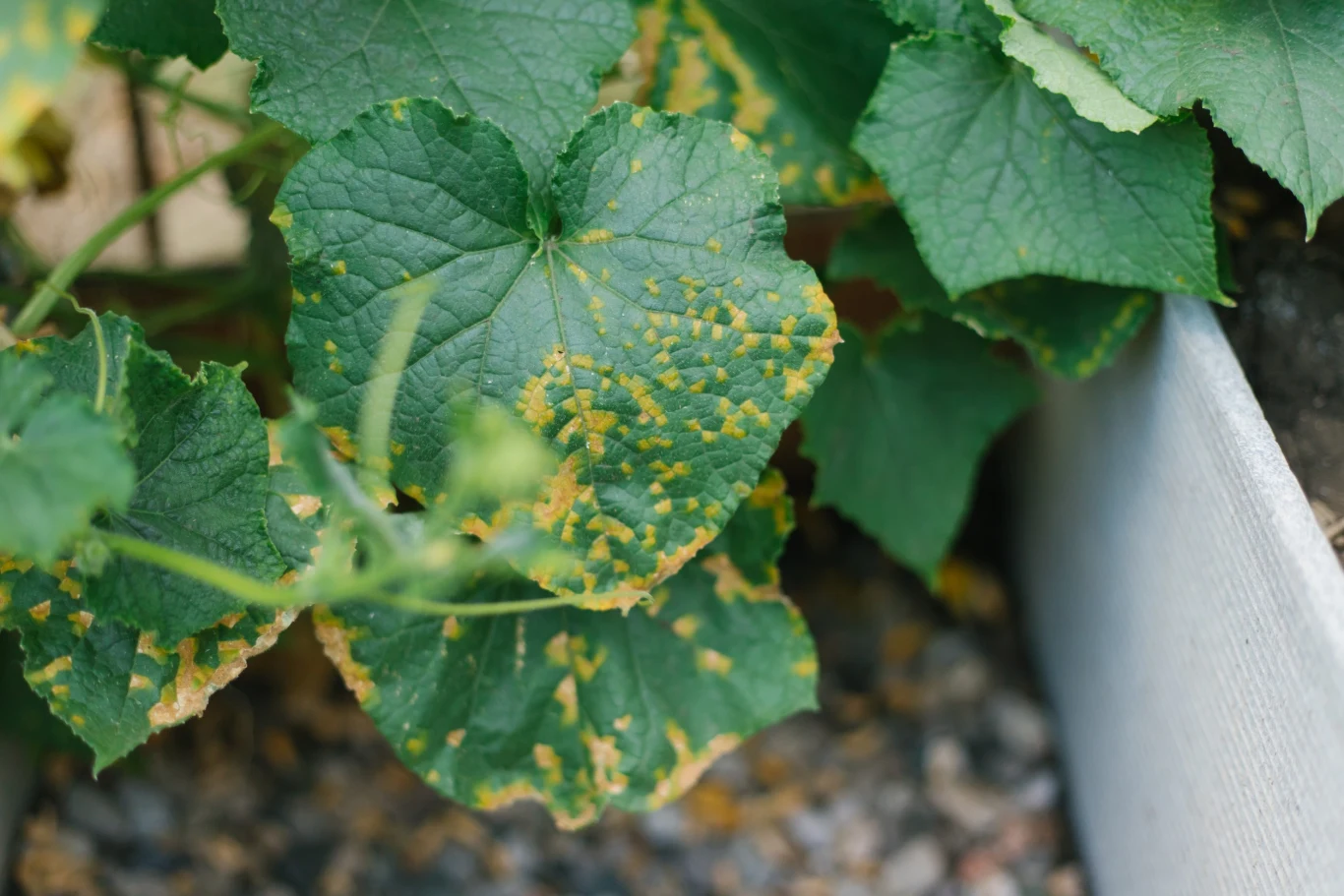 Gleba po ogórkach, które chorowały, jest jak pacjent po antybiotykach, czyli wymaga odbudowania odporności
