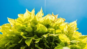 Katalpa jest teraz jednym z najpopularniejszych drzewek ozdobnych do ogrodu.