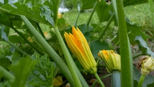 Podczas zbiorów cukinii zostaw na krzaku kilka owoców, później zbierzesz z nich nasiona.