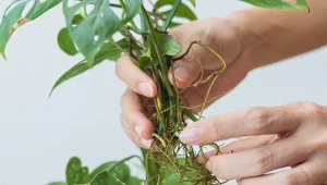 Rozmnażanie monstery można przeprowadzić na 2 sprawdzone sposoby.