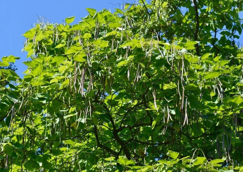 Owoce katalpy wyglądają niczym długie strąki fasoli.
