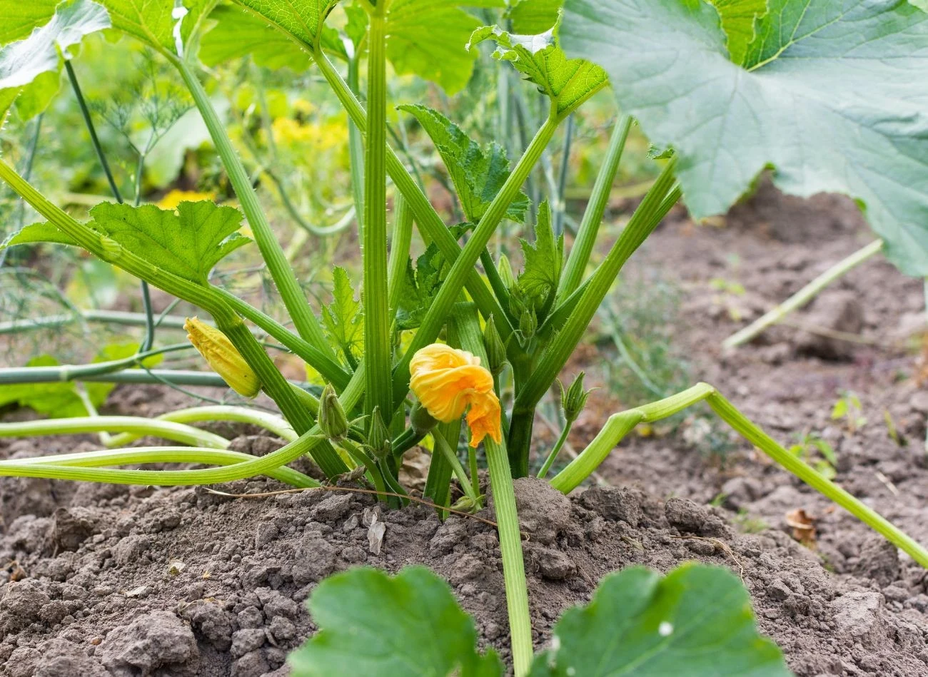 Cukinia wyhodowana z własnych nasion jest lepiej przystosowana do lokalnych warunków