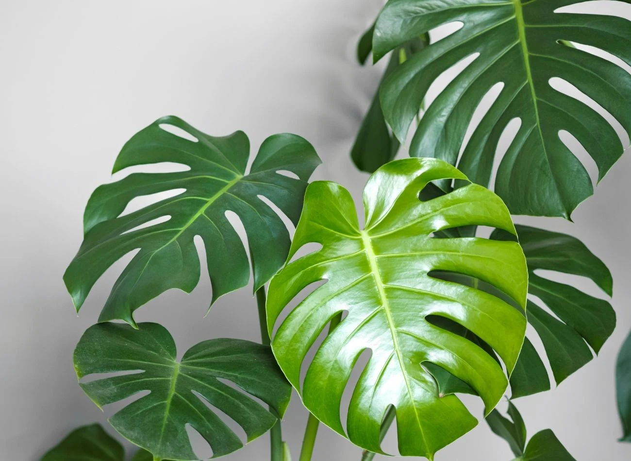 Jeżeli monstera wypuszcza nowy liść, warto poczekać z pobraniem sadzonki