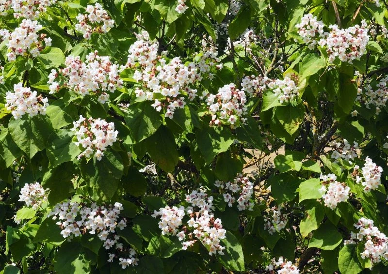 Katalpa zazwyczaj kwitnie na biało, a jej kwiaty mają delikatne, fioletowe akcenty