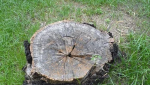 Jak skutecznie usunąć pień po ściętym drzewie z działki?