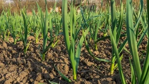 Jakie rośliny posadzić po pomidorach?