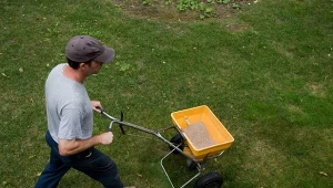 Jak dbać o trawnik jesienią?