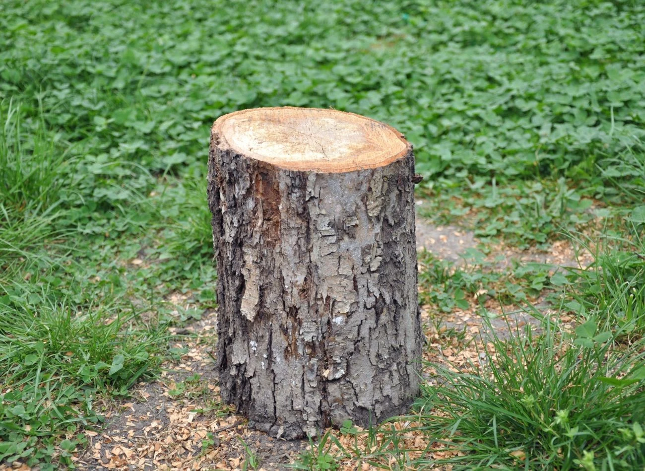 Mechaniczne usuwanie pnia drzewa wymaga siły, sprawdza się przy pniach o średnicy 20-30 cm.