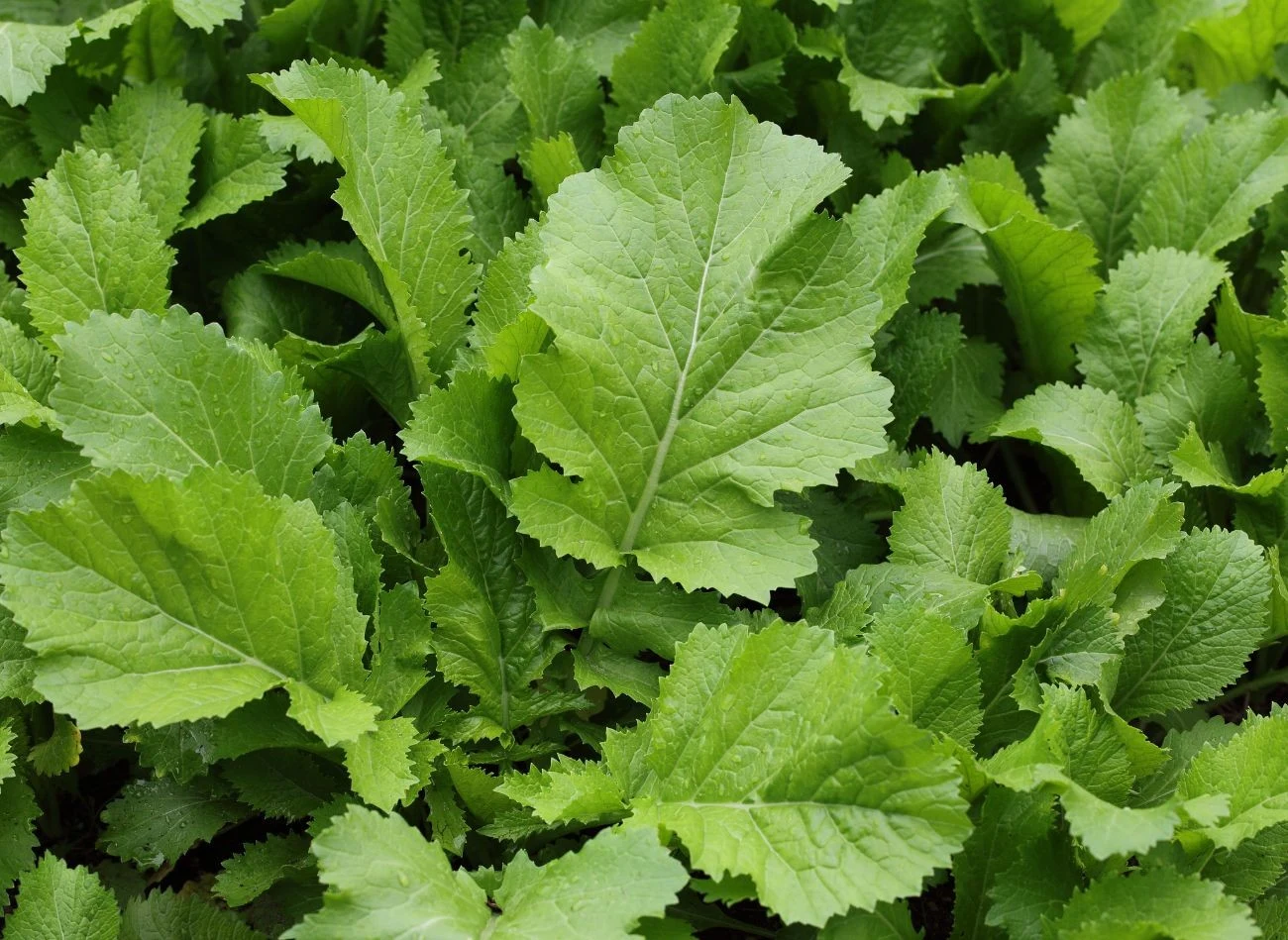 Sadzenie zielonych nawozów po pomidorach, m.in. gorczycy białej, wzmacnia i poprawia jakość gleby.