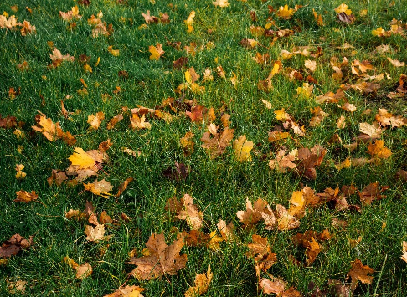 Pozostawienie dużych płatów liści na murawie może skutkować powstawaniem dziur na jej powierzchni