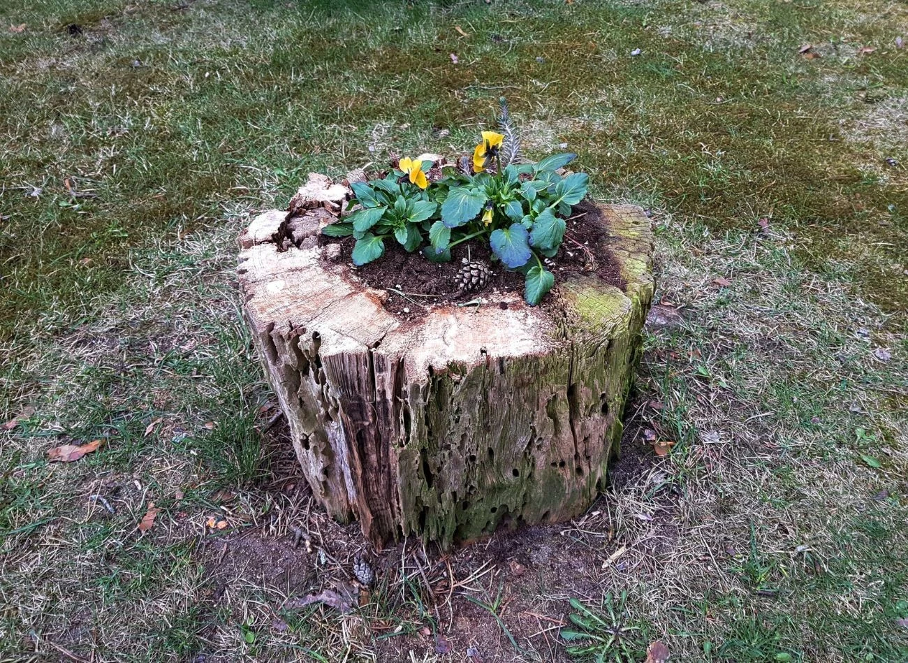 Jeśli nie chcesz usuwać pnia po ściętym drzewie, możesz co w ciekawy sposób zagospodarować.
