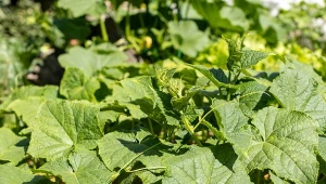 Ogórki mogą owocować jeszcze we wrześniu, wystarczy domowy oprysk. Fot. Lukashev/Canva Pro