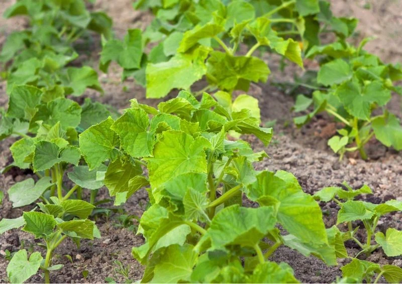 Spryskaj ogórki roztworem z sodą oczyszczoną, a odżyją nawet we wrześniu