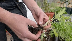 Mizuna to bardzo zdrowe warzywo, które ma niewielkie wymagania i jest gotowe do zbioru przez całą jesień. Fot. K Neville/Canva Pro