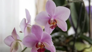 Jak powtórzyć kwitnienie u storczyków?