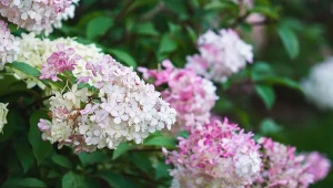 We wrześniu podsyp hortensję fusami z kawy, a efekt cię zszokuje.