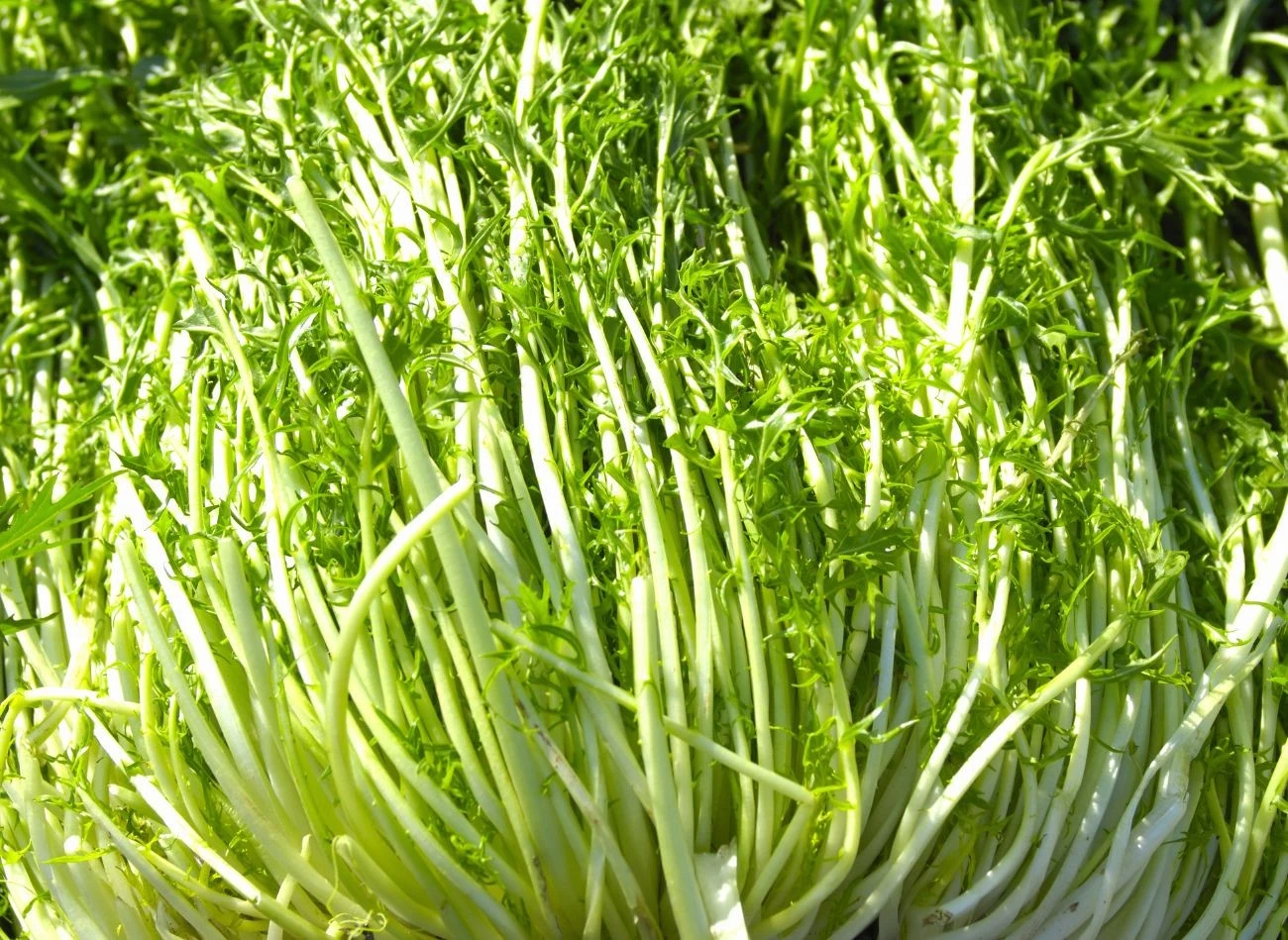 Mizuna jest bogata w podstawowe pierwiastki, takie jak fosfor, wapń, magnez i żelaz.