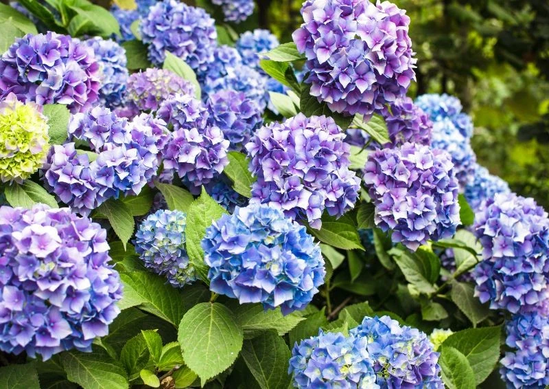 Przygotuj kawowy nawóz dla hortensji, by kwitły cały wrzesień.