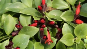 Eszynantus to efektowna roślina zwisająca.