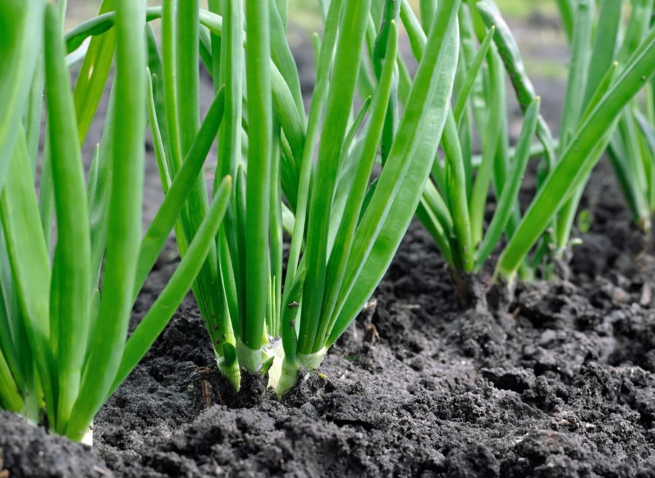 Cebula siedmiolatka to nie tylko smaczne warzywo, lecz także roślina o cennych właściwościach zdrowotnych.