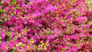 Loropetalum chińskie jest wszechstronnym krzewem ozdobny o dekoracyjnych liściach i kwiatach.