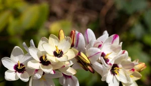 Jakie kwiaty sadzić we wrześniu? Jednym z nich jest zjawiskowa iksja.