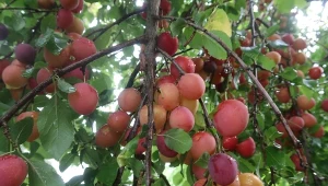 Wyjaśniamy, jak wyhodować śliwkę z pestki.