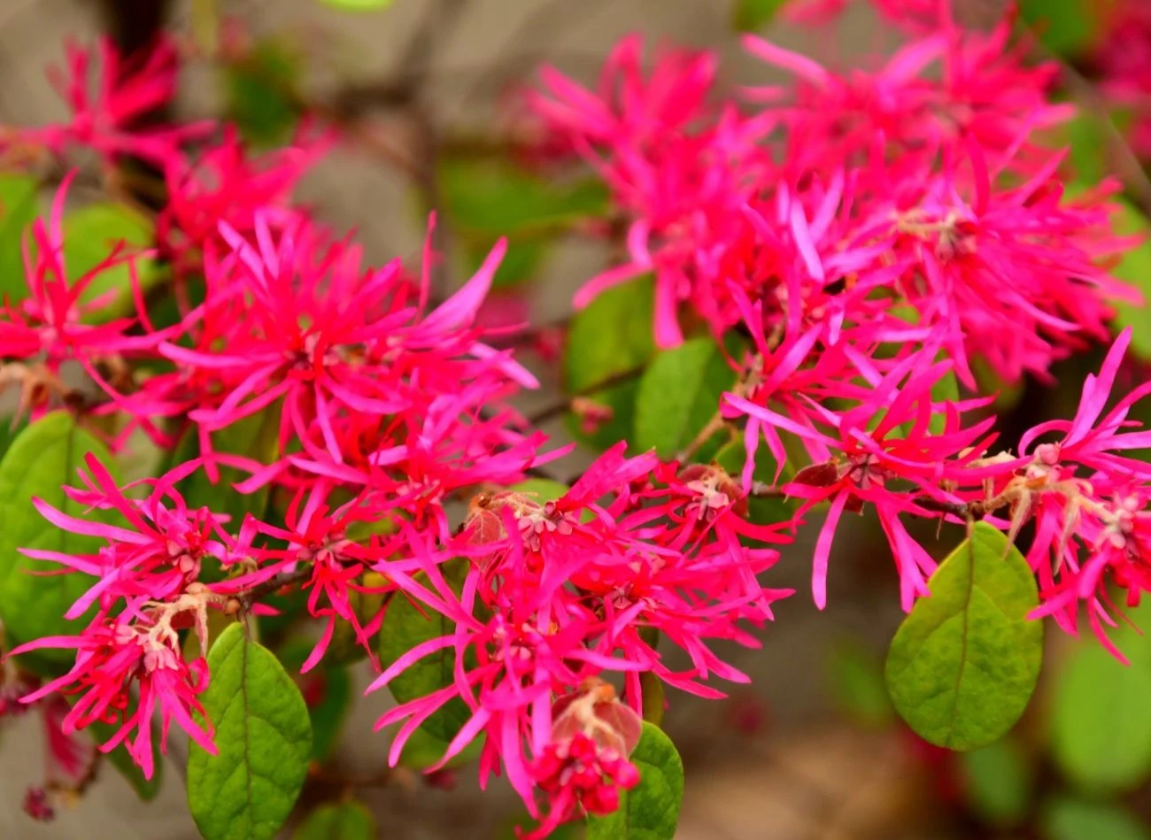 Płatki kwiatów loropetalum przypominają postrzępione wstążki