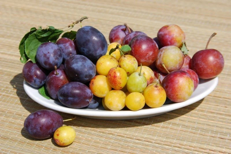 Mirabelki i inne tradycyjne odmiany śliwy najlepiej nadają się do uprawy z pestki